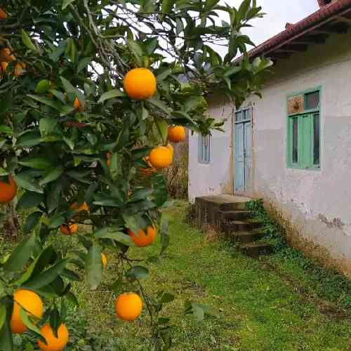 عباس عباسی تیر عشقش بعد چن سال جاش هنی درد ایکنه